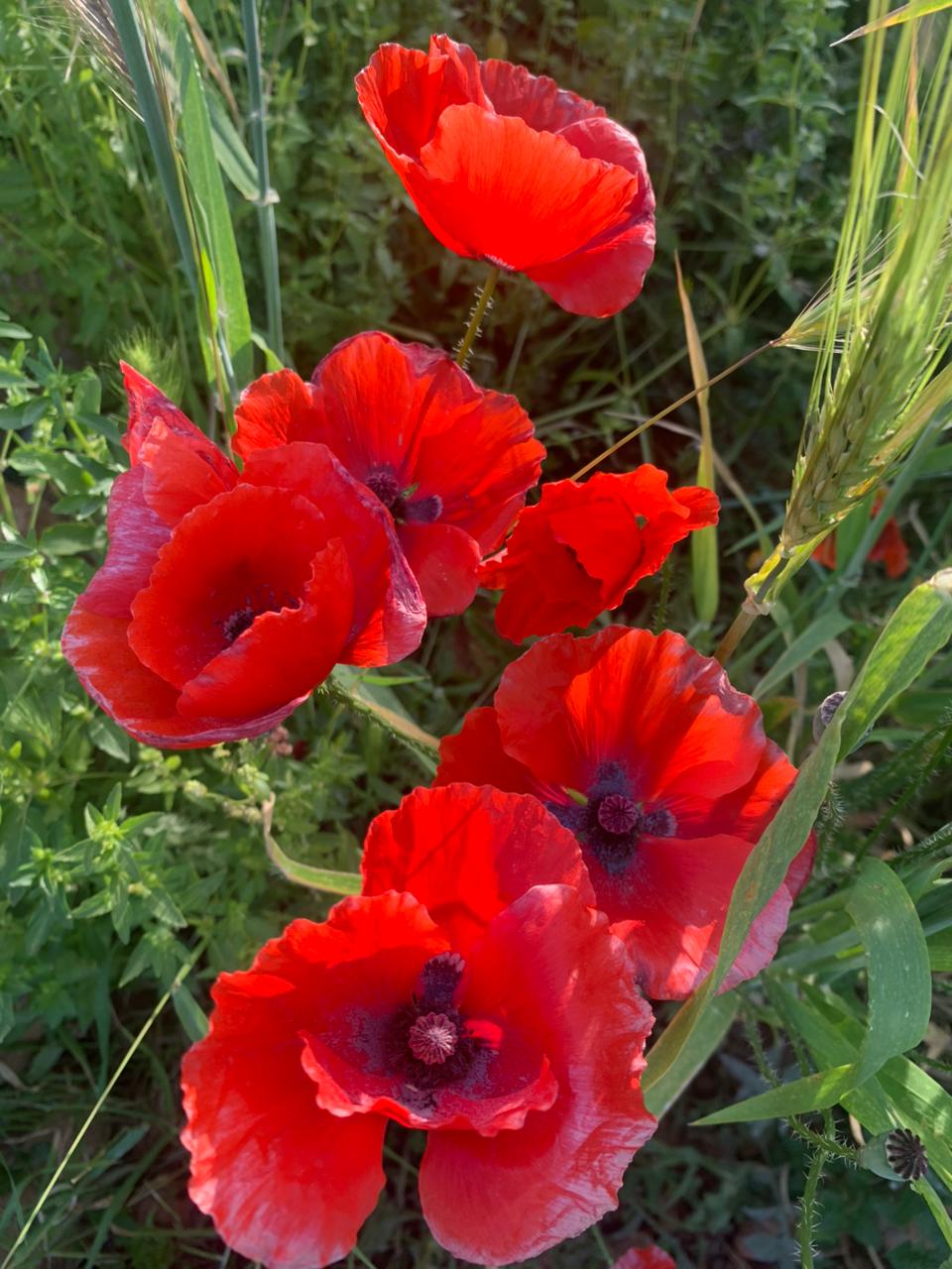 stage de sophrologie